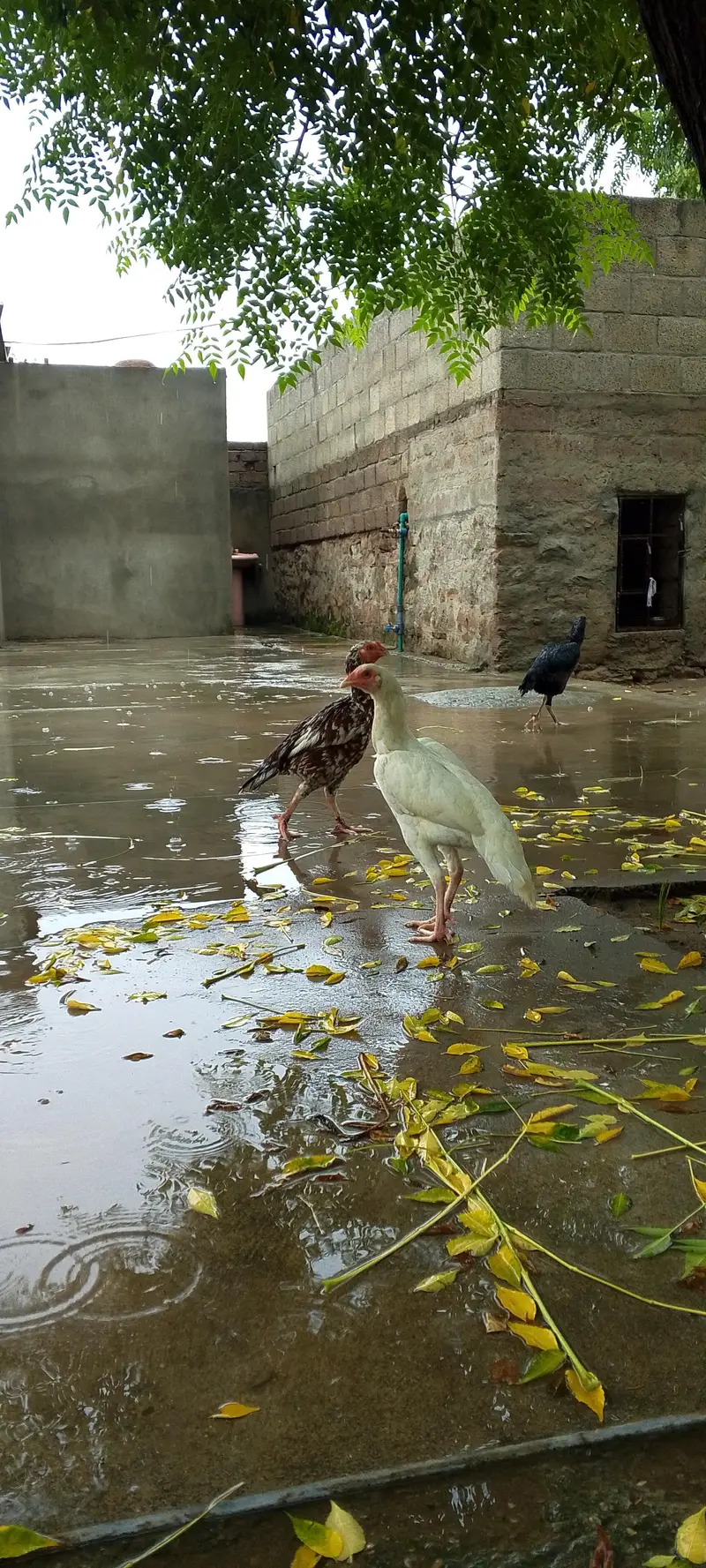 aseel heeraa Female for sale — photo 2