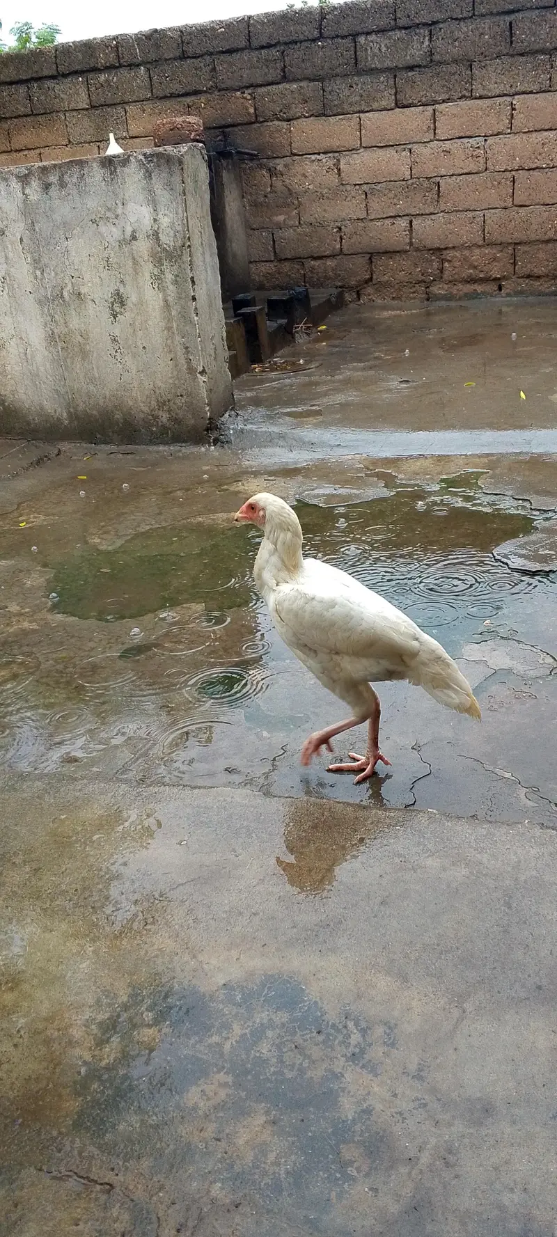 aseel heeraa Female for sale — photo 3