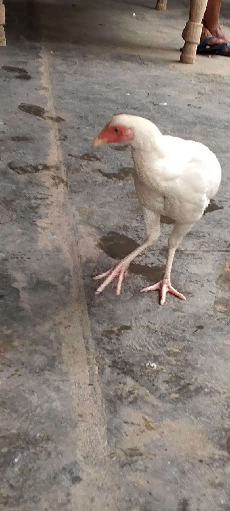 aseel heeraa Female for sale — photo 4