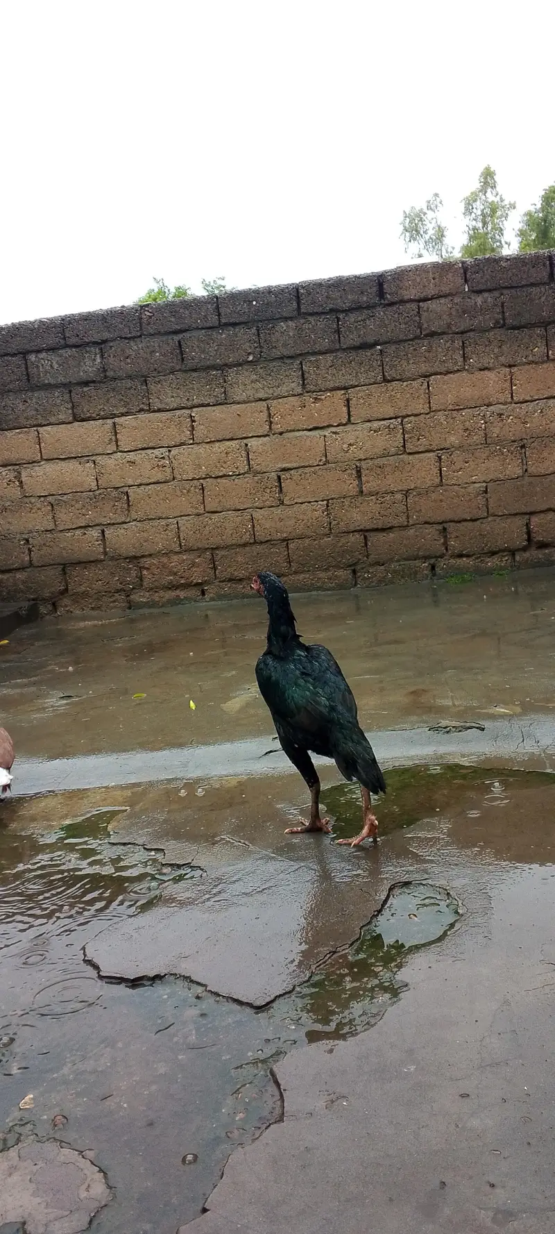 aseel heeraa Female for sale — photo 5