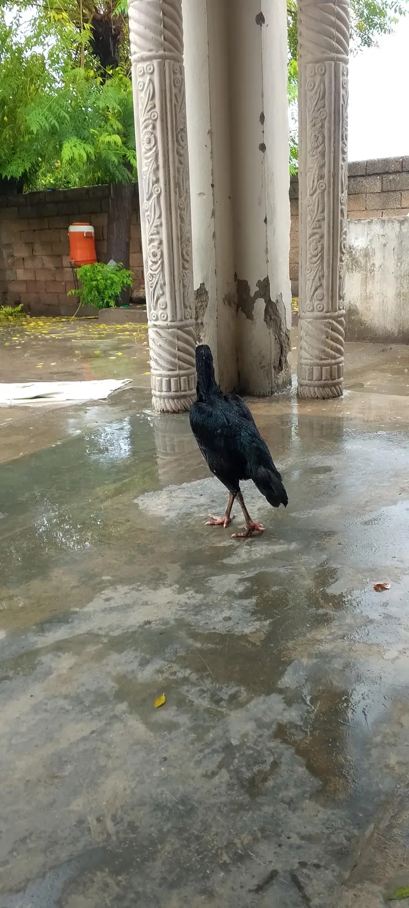 aseel heeraa Female for sale — photo 6
