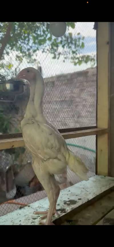 White german oh shamo