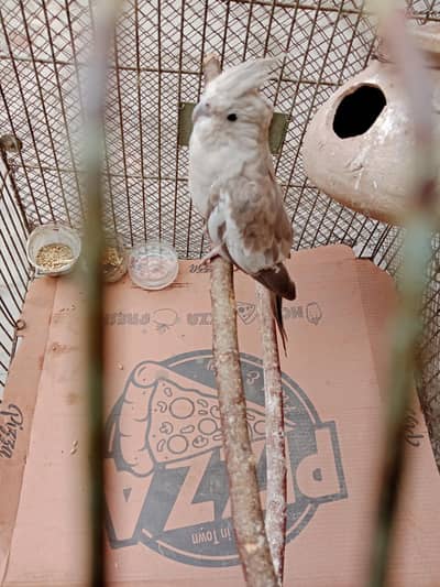cockatiel for sale,03006363365