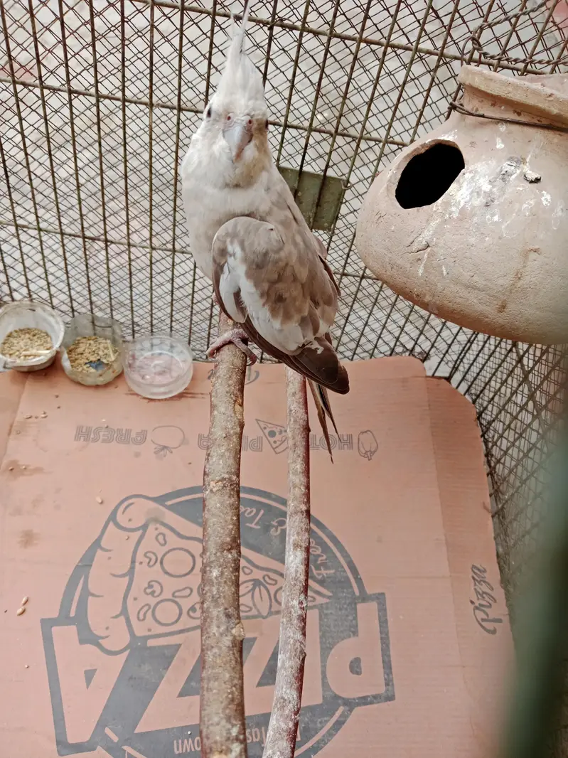 cockatiel for sale,03006363365 — photo 2