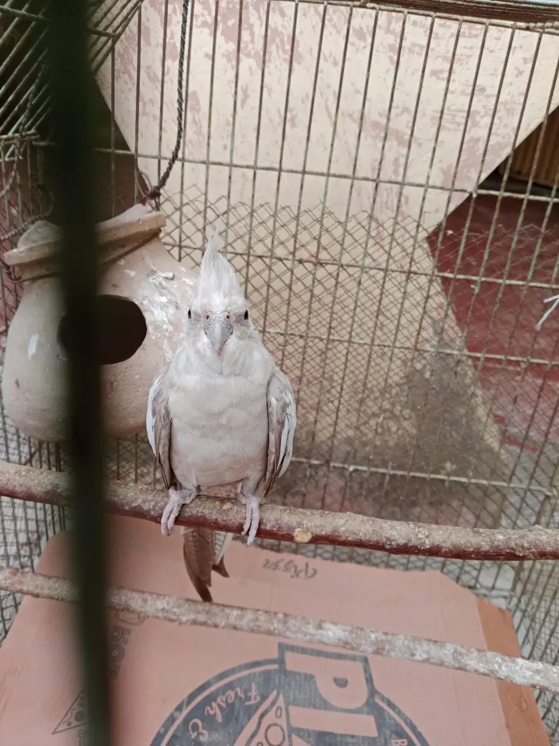 cockatiel for sale,03006363365 — photo 3