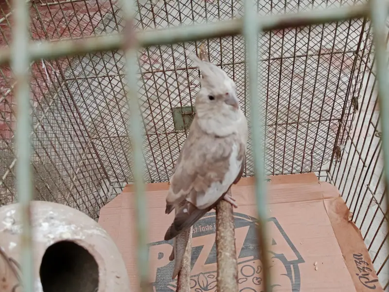 cockatiel for sale,03006363365 — photo 4