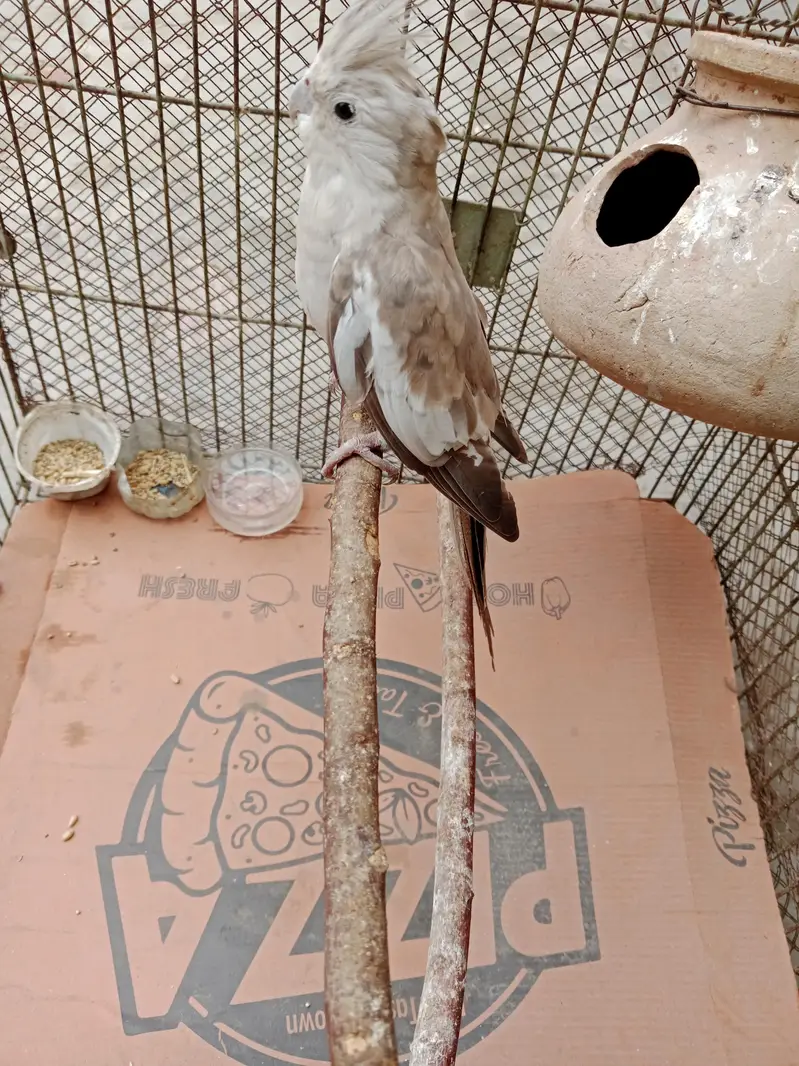 cockatiel for sale,03006363365 — photo 5