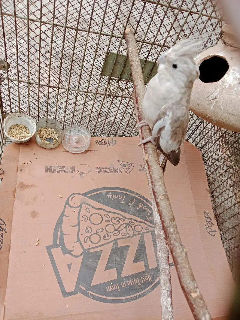 cockatiel for sale,03006363365 — photo 6