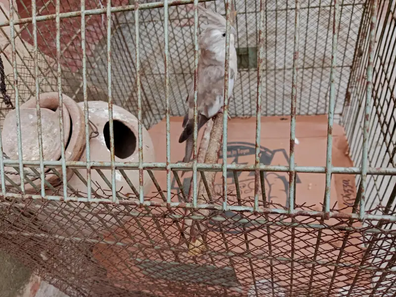 cockatiel for sale,03006363365 — photo 7