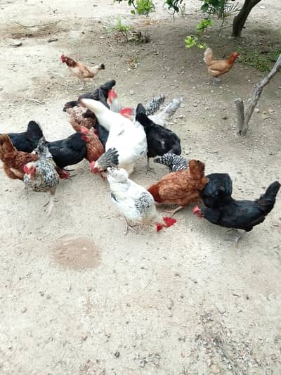 hen's