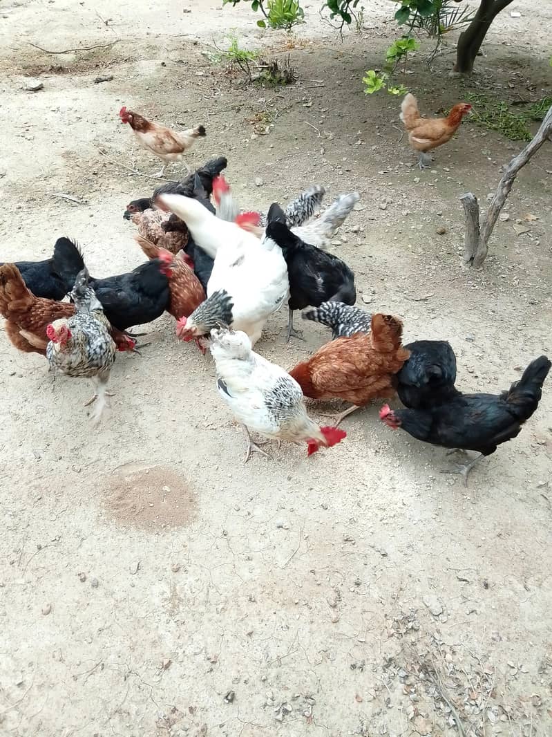 hen's 0