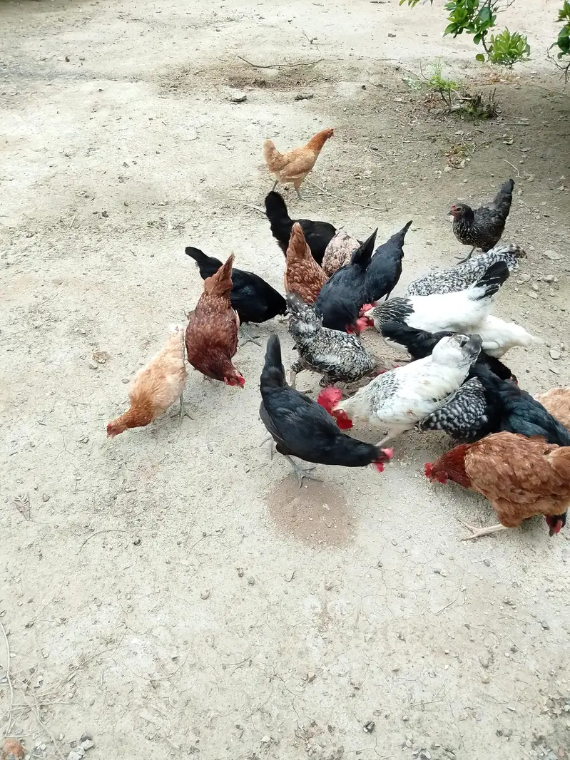 hen's — photo 2