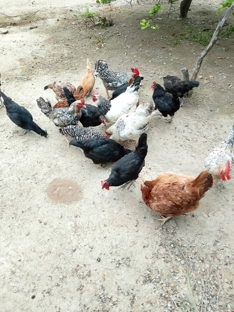 hen's 3