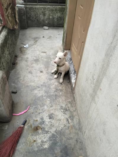 cute puppy