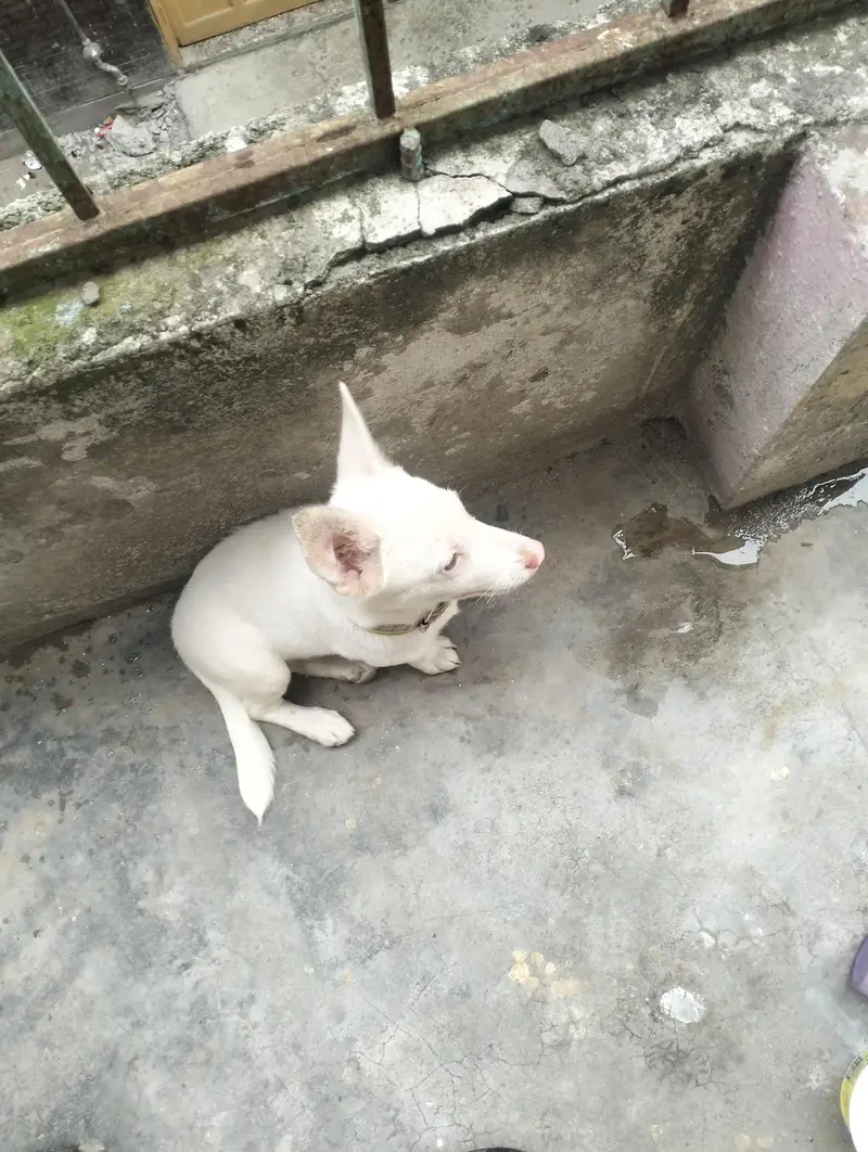 cute puppy — photo 2