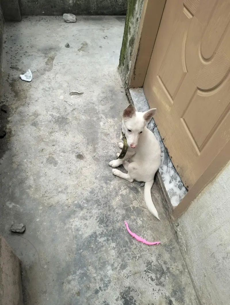 cute puppy — photo 3