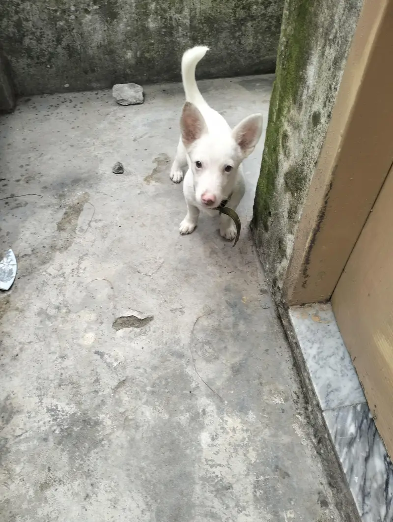 cute puppy — photo 4