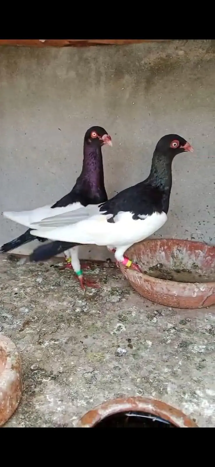 Magpie baynish Breeder pair — photo 2