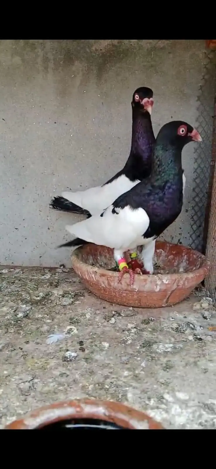 Magpie baynish Breeder pair — photo 3