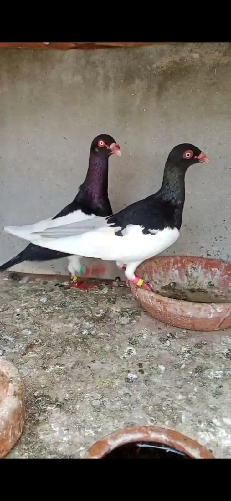 Magpie baynish Breeder pair — photo 4