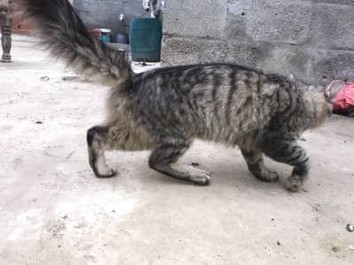 Cat for sale
