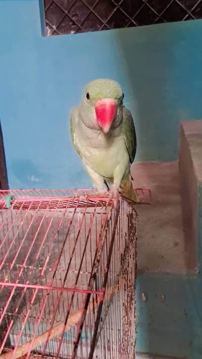 Raw parrot