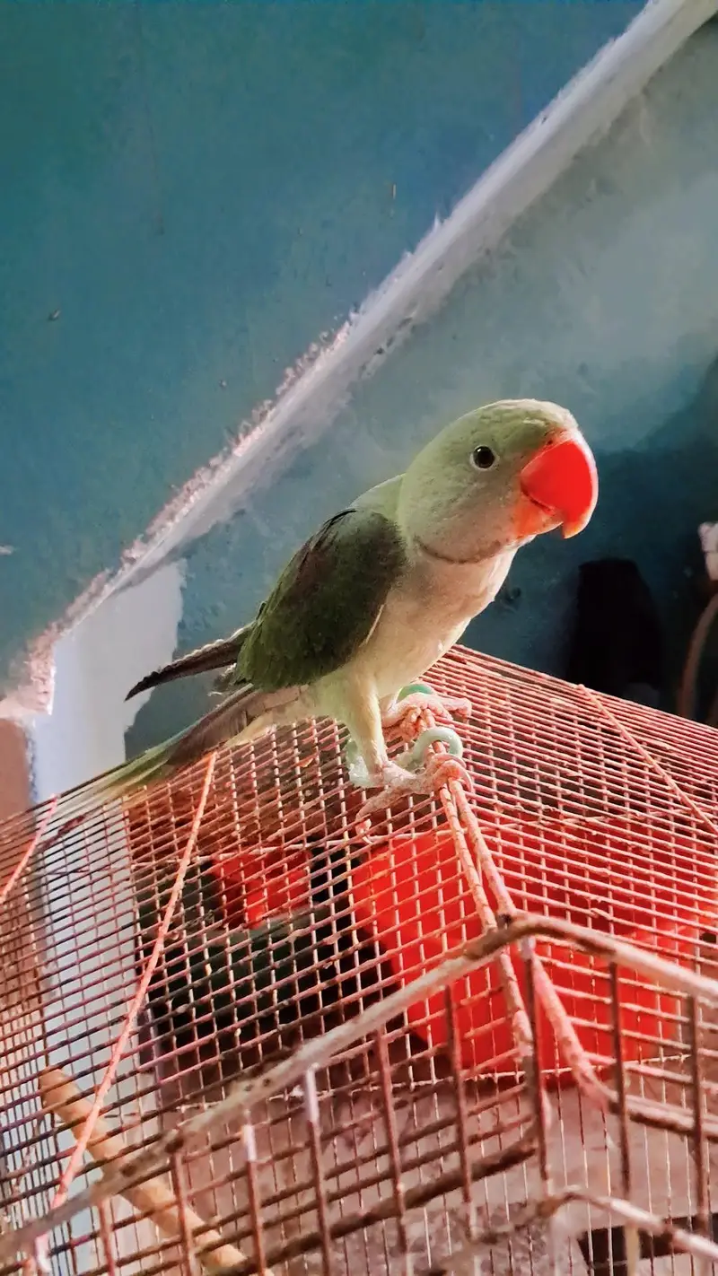 Raw parrot — photo 2