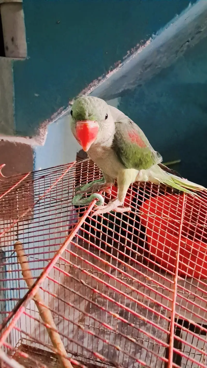 Raw parrot — photo 4