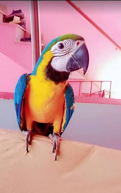 SELF BNG MACAW /03152248124