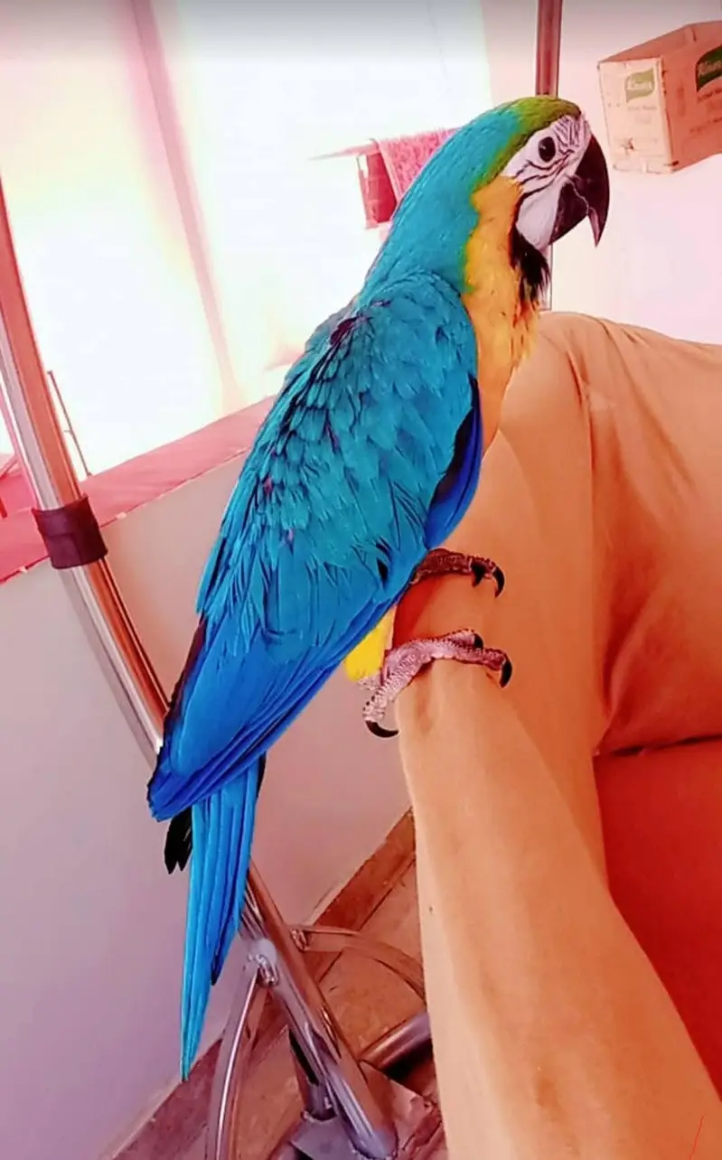 SELF BNG MACAW /03152248124 — photo 2