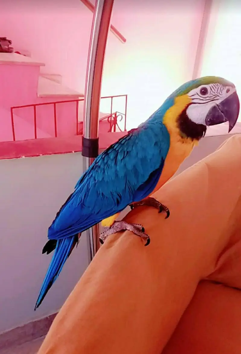 SELF BNG MACAW /03152248124 — photo 3