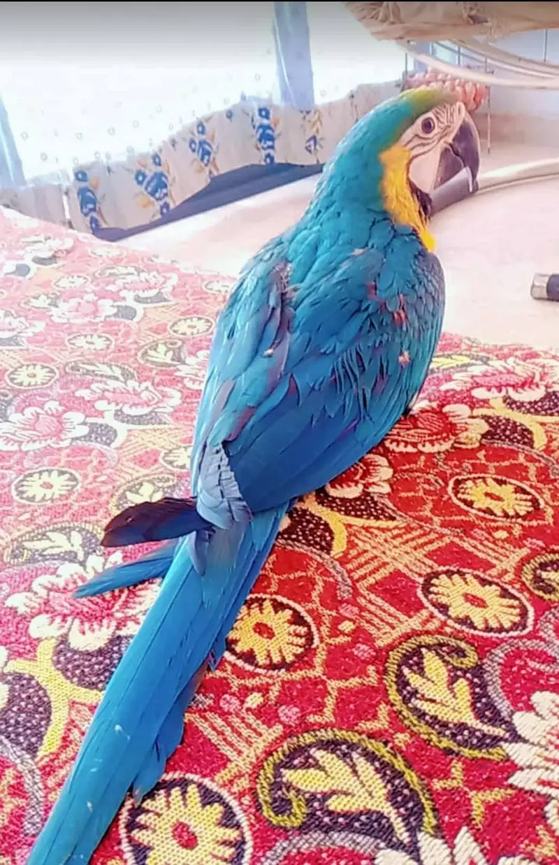 SELF BNG MACAW /03152248124 — photo 4