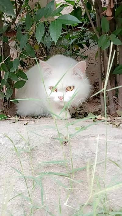Cats | Persian | kittens |  Blue Eyes | O348O163O63 щatsap^⁠_⁠^^⁠_⁠^