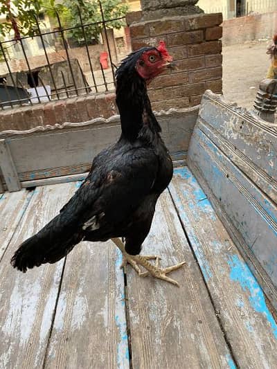 aseel murgi for sale