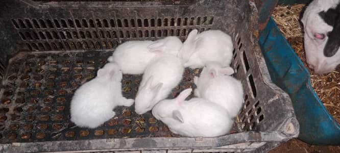 rabbits weight red eyes