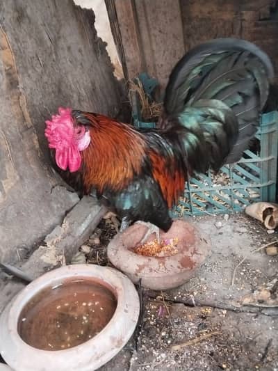 Desi male and bentum