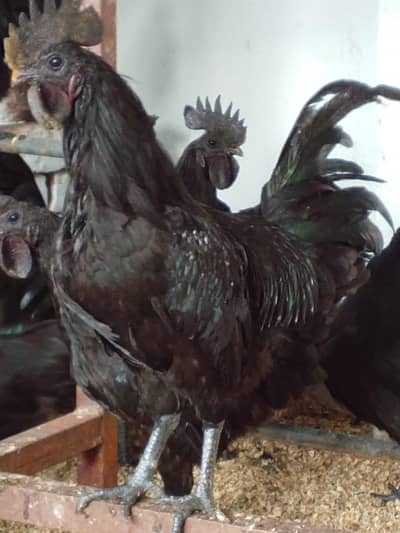 Ayyam Cemani Breeder