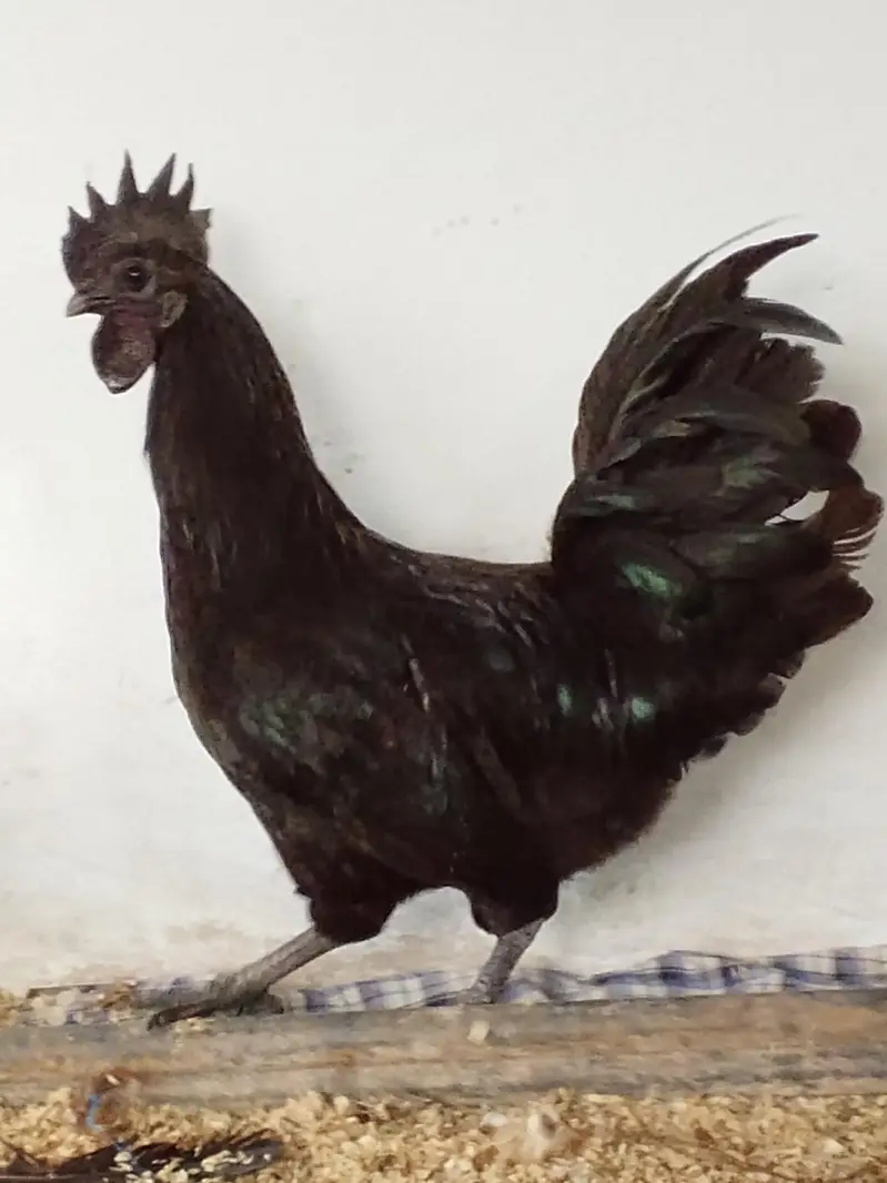 Ayyam Cemani Breeder — photo 2
