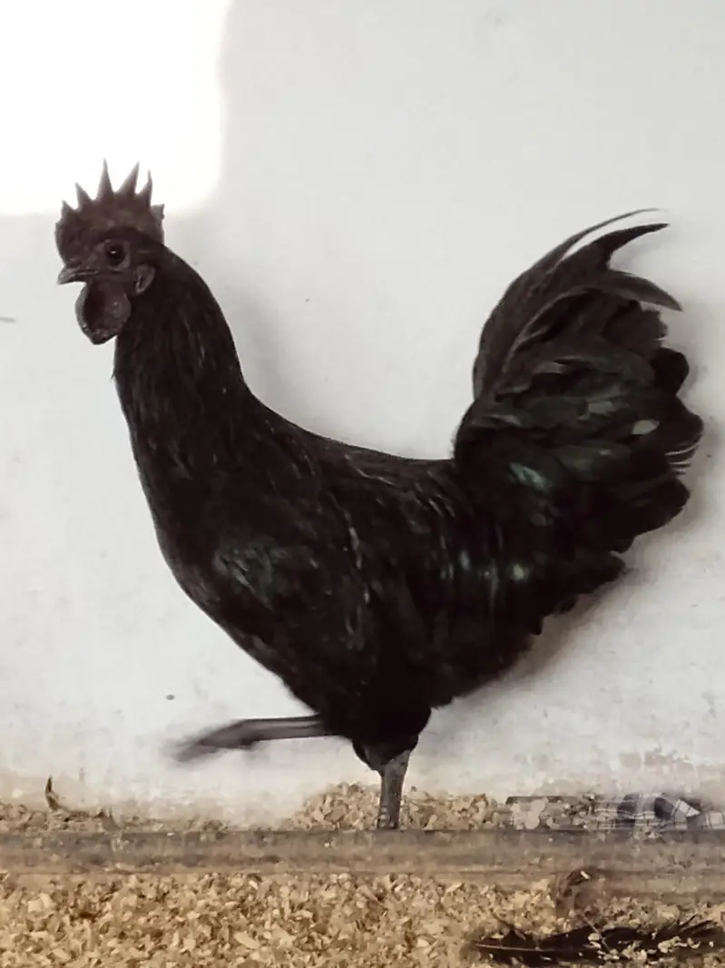 Ayyam Cemani Breeder — photo 3