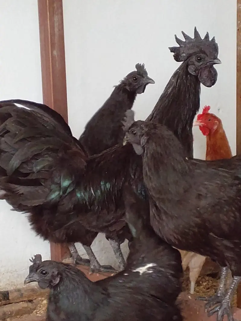 Ayyam Cemani Breeder — photo 4