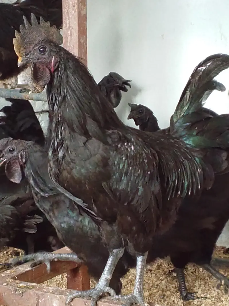 Ayyam Cemani Breeder — photo 5