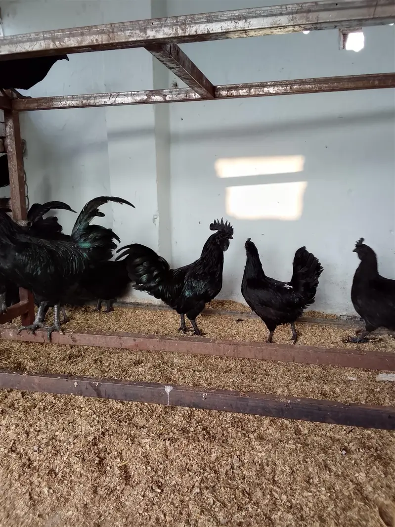 Ayyam Cemani Breeder — photo 6