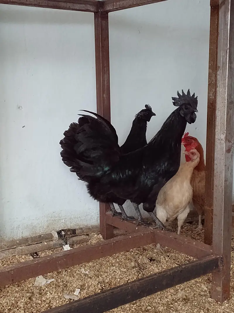 Ayyam Cemani Breeder — photo 7