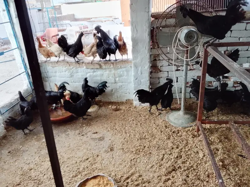 Ayyam Cemani Breeder — photo 8