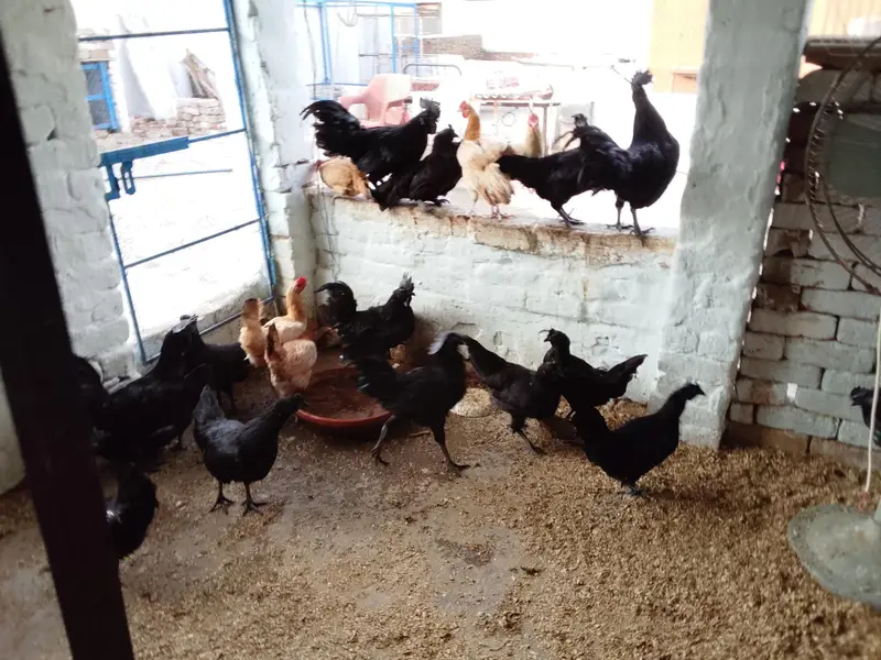 Ayyam Cemani Breeder — photo 9