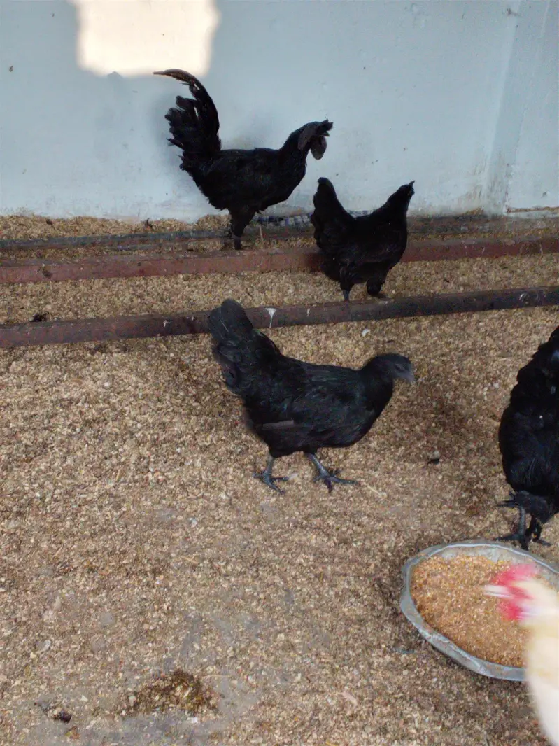 Ayyam Cemani Breeder — photo 10