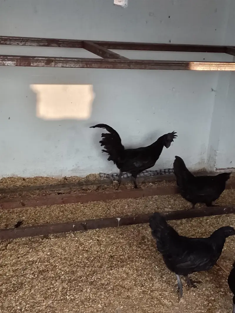 Ayyam Cemani Breeder — photo 11