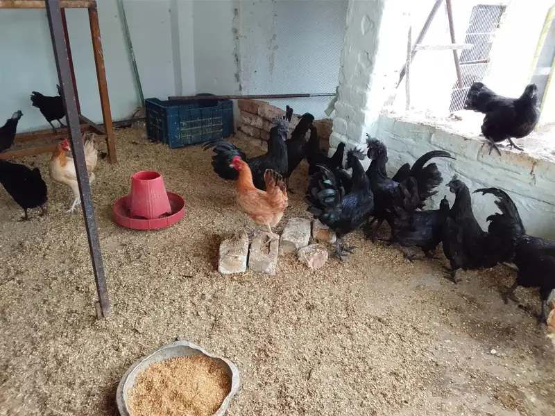 Ayyam Cemani Breeder — photo 12