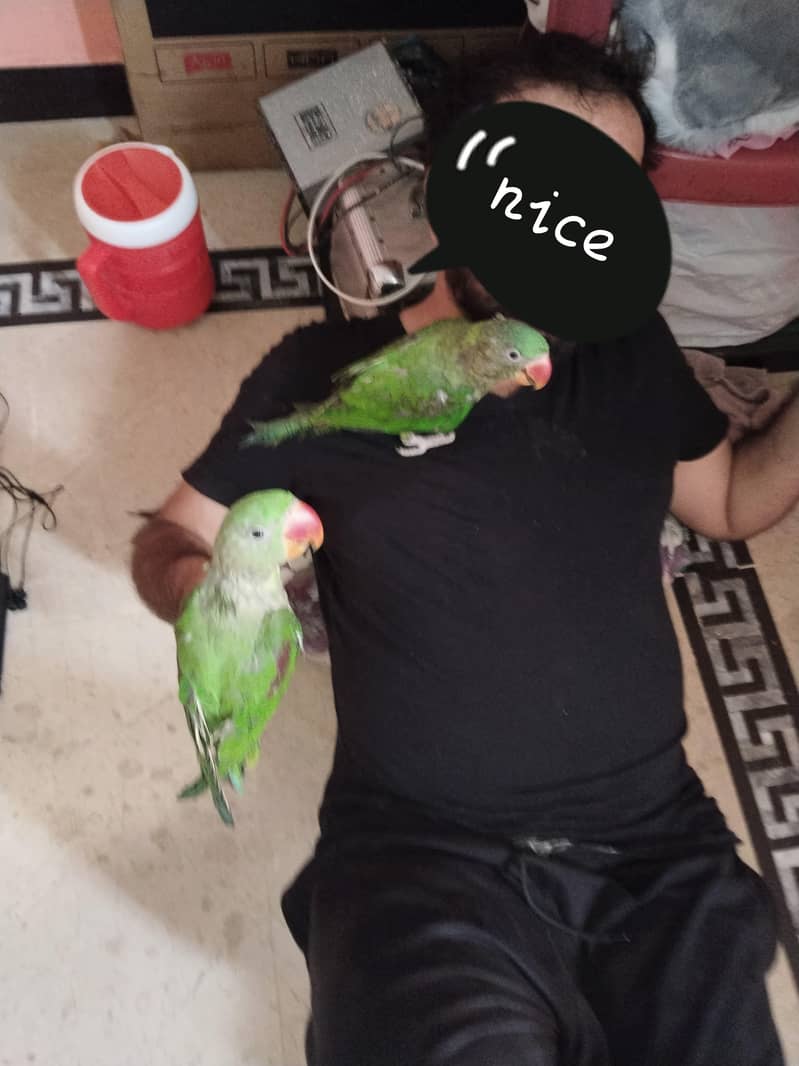 perrot 0