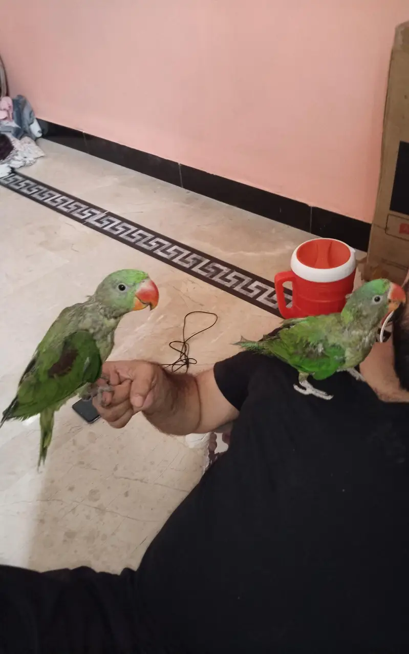 perrot — photo 2